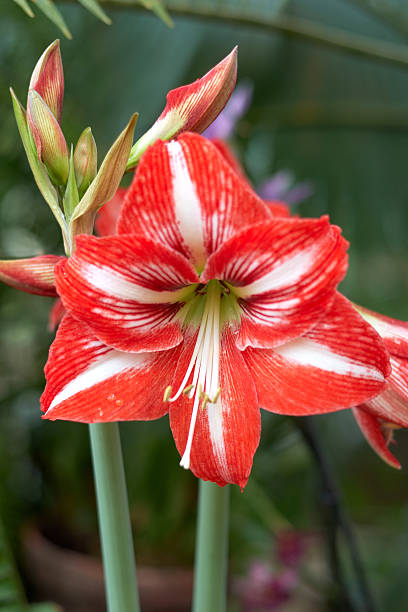 hippeastrum'baby star'- flores vermelhas - amaryllis - fotografias e filmes do acervo