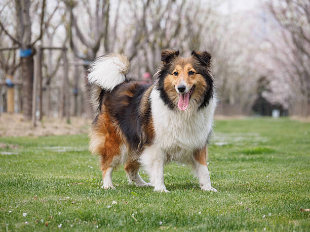 istock Purebred Shetland Sheepdog outdoors on grass meadow 519429722