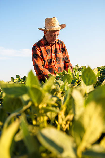 istock Senior farmer in a field examining crop 519429948
