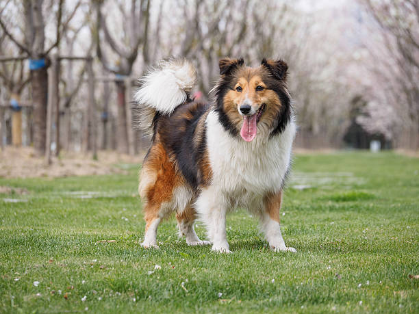 istock Purebred Shetland Sheepdog outdoors on grass meadow 519430216