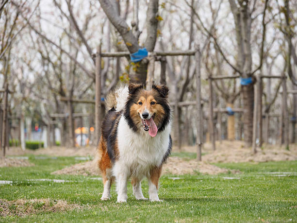istock Purebred Shetland Sheepdog outdoors on grass meadow 519430842