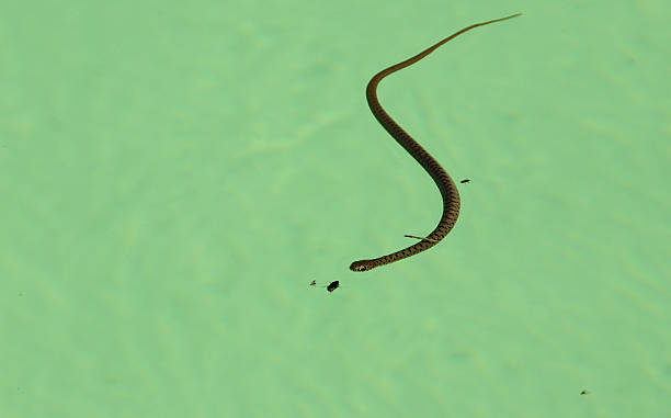 istock Snake in the Swimming Pool 519431612