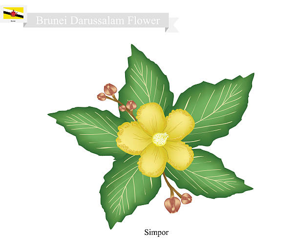 bunga nasional brunei darussalam, bunga simpor - brunei darussalam ilustrasi stok