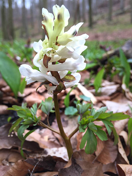 istock Corydalis, white, Hohler Lerchensporn, Hainich National Park, Th 519432330