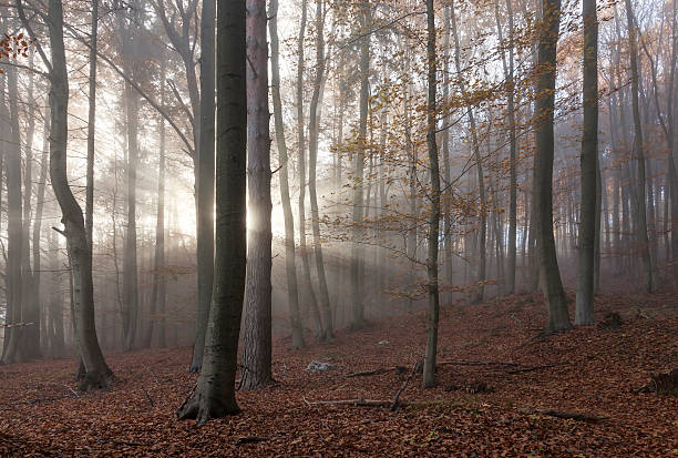istock Mountain forest in the fog 519432466