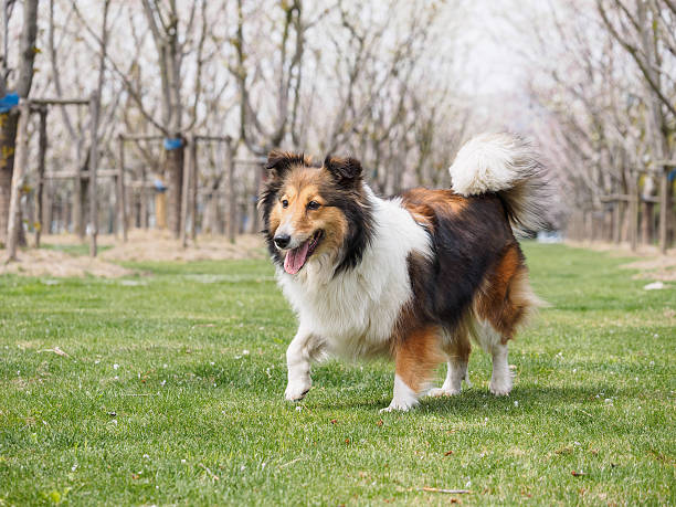 istock Purebred Shetland Sheepdog outdoors on grass meadow 519432850