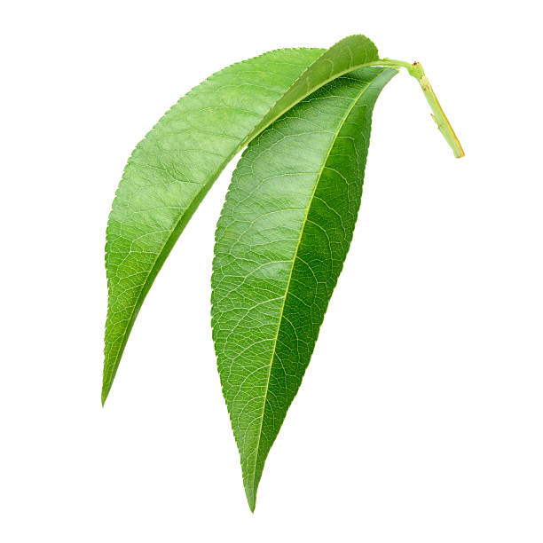 Two peach leaves isolated on white
