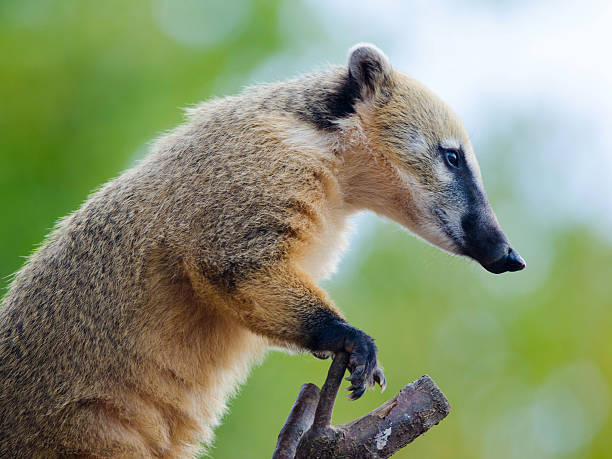 dalla coda i coati - coati foto e immagini stock