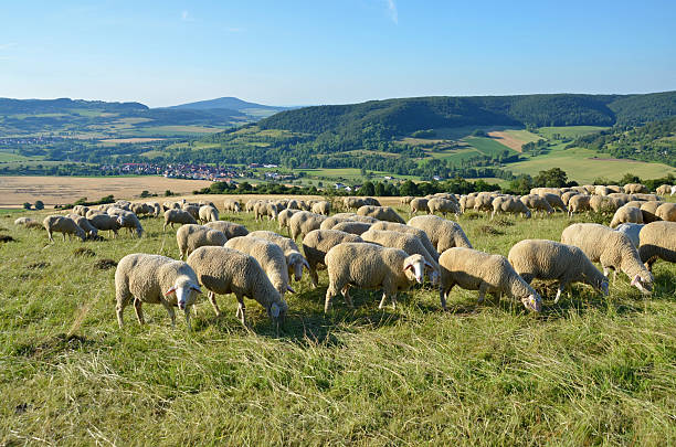 schafherde in der thüringischen rhön - futter zdjęcia i obrazy z banku zdjęć