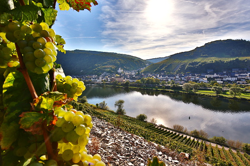 Riesling grapes and Moselle