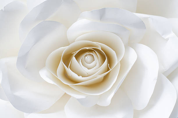 istock white paper rose close up 519434727