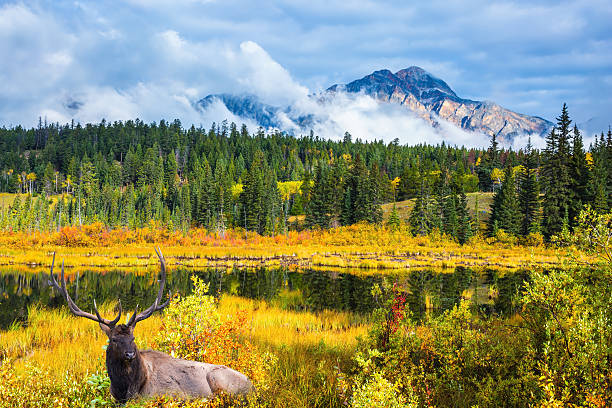 istock Red deer with branched antlers resting 519434832