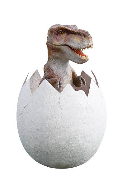 Dinosaurio Foto de stock y más banco de imágenes de Huevo de dinosaurio -  Huevo de dinosaurio, Dinosaurio, Fondo blanco - iStock