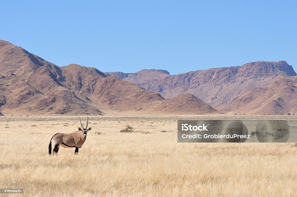 Oryx in grass and mountain landscape Oryx in grass and mountain landscape in the Namib Desert Namibia Stock Photo