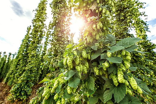 Ripe hops with sunlight