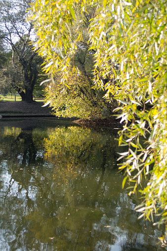 Trees by the pond in the autumn park