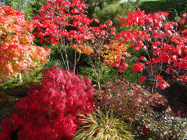 istock Japanese maples (bonsai trees), red autumn leaves (acer palmatum) 519437031