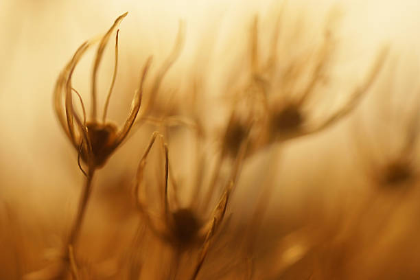 istock Abstract nature, macro Dry giant Onion flower 519438525