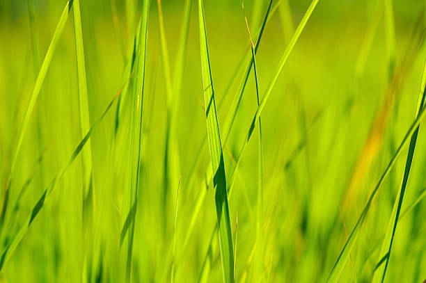 istock green grass in sun summer sunlight on blur backgrounds 519438587