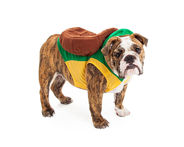 istock Bulldog Wearing Turtle Costume 519438661