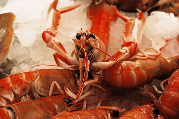 istock Lobster in ice at the fish market 519439129
