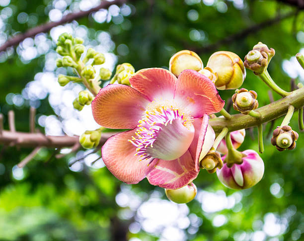 istock Beautiful pink flowers 519439219
