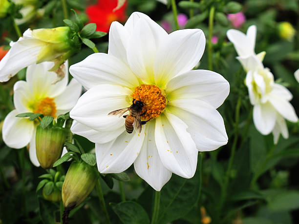 Sweeten syrup from white Dahlia Rosea.