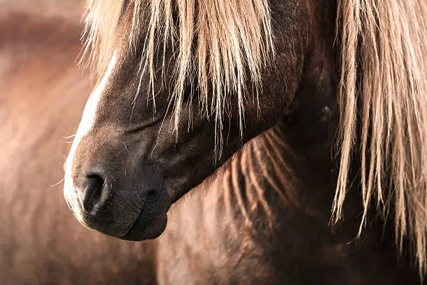 Photo of Icelandic horse