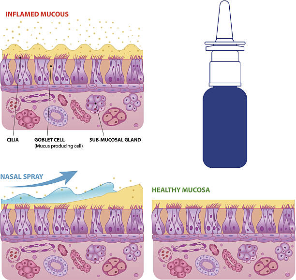 слизистая оболочка носа клеток и микро cilia вектор схема - mucosa stock illustrations
