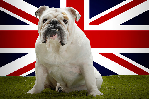 Portrait of British Bulldog sitting in front of Union Jack