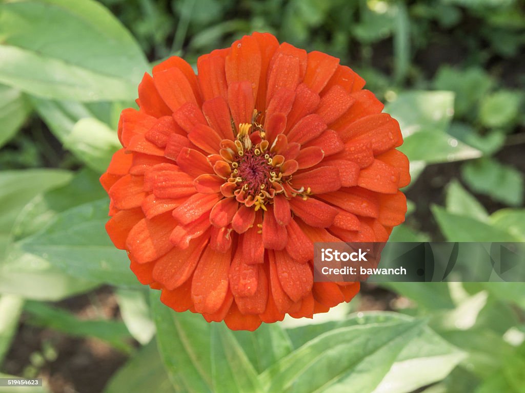 Orange big meadow flower Meadow flower on a background of grass Abundance Stock Photo