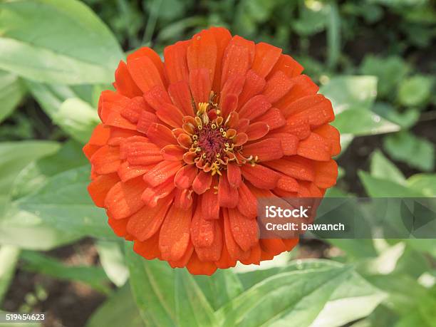 Orange Big Meadow Flower Stock Photo - Download Image Now - Abundance, Agricultural Field, Agriculture