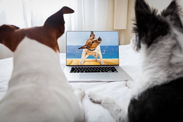istock dogs watching a movie 519454919