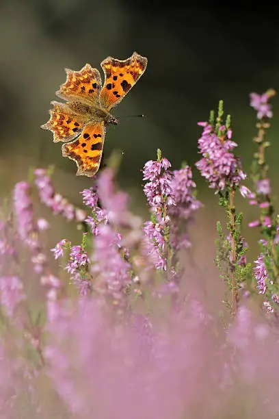 Comma Butterfly (Polygonia c-album)