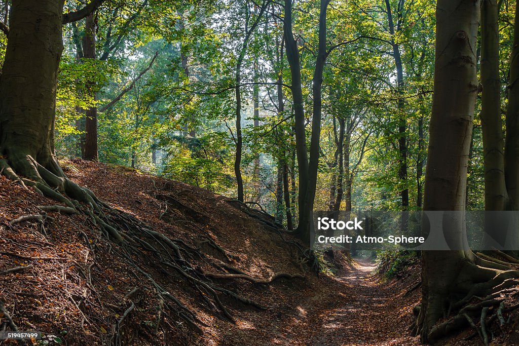 Forest trail in Dutch woods during fall forest trail through the Dutch woods near Lochem during a sunny day in october. Autumn Stock Photo