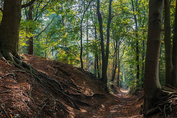 Forest trail in Dutch woods during fall stock photo