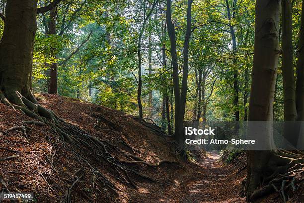 Forest Trail In Dutch Woods During Fall Stock Photo - Download Image Now - Autumn, Beech Tree, Birch Tree