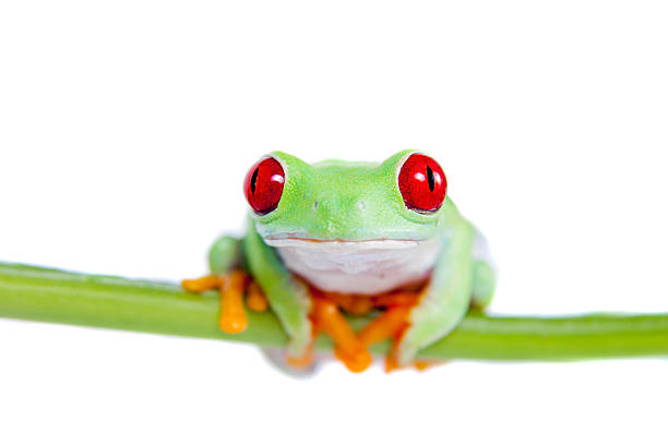 istock Beautiful red eyed tree frog on white background 519457667