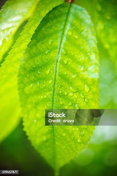 Raindrops On Green Leafs Stock Photo - Download Image Now - Macrophotography, Springtime, Vertical