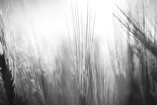 istock Beautiful plants in a field 519457887