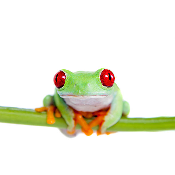 istock Beautiful red eyed tree frog on white background 519458035