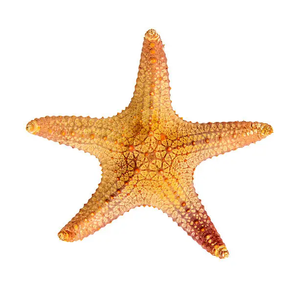 Photo of Starfish