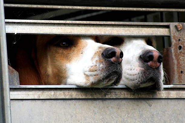 istock Hounds in the hound trailer - ready for trail hunting 519459619