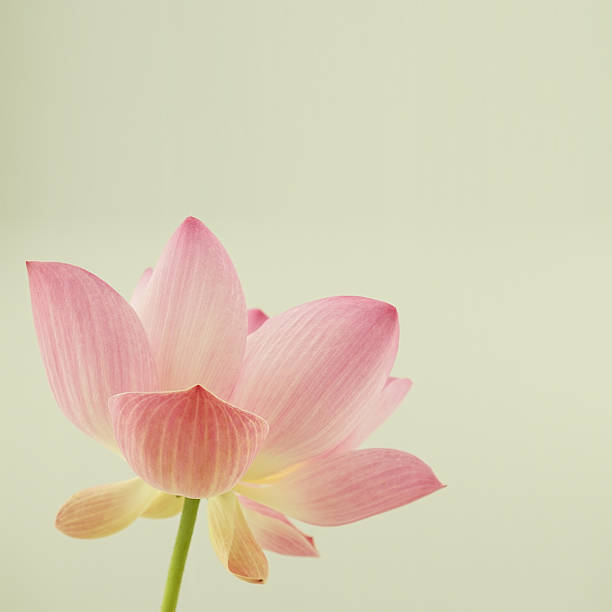 istock classic color lotus in soft style for background 519460452