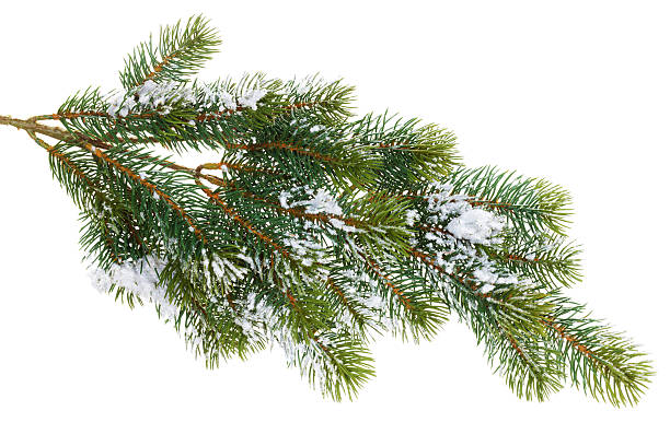 branche de sapin recouverte de neige - pine tree pine cone branch isolated photos et images de collection