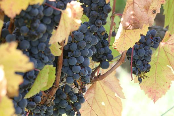 istock Red grapes on the vine, autumn leaves 519461586