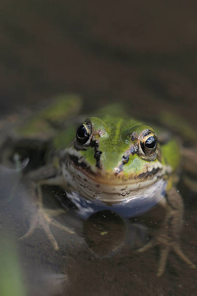 istock Green Frog in Water 519461789