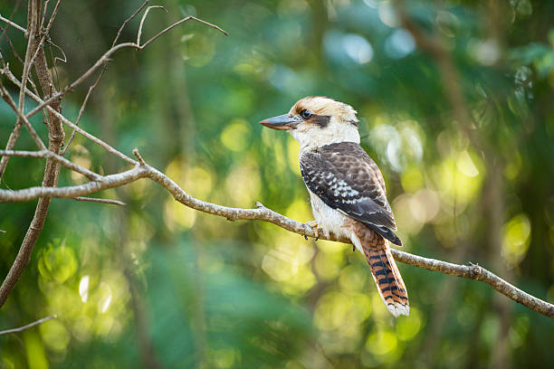 Kookaburra gracefully sitting in a tree Kookaburra by itself in a tree during the day in Queensland kookaburra stock pictures, royalty-free photos & images
