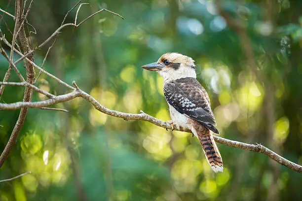 Kookaburra by itself in a tree during the day in Queensland