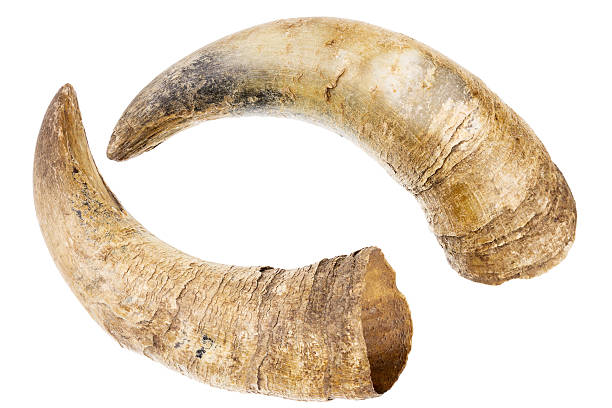 istock Horns of a cow 519462037